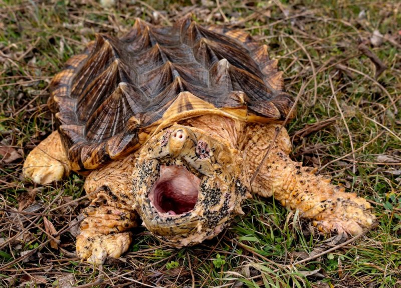Turtle 1
