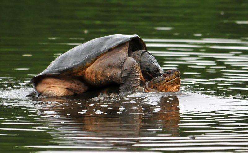 Turtle 2