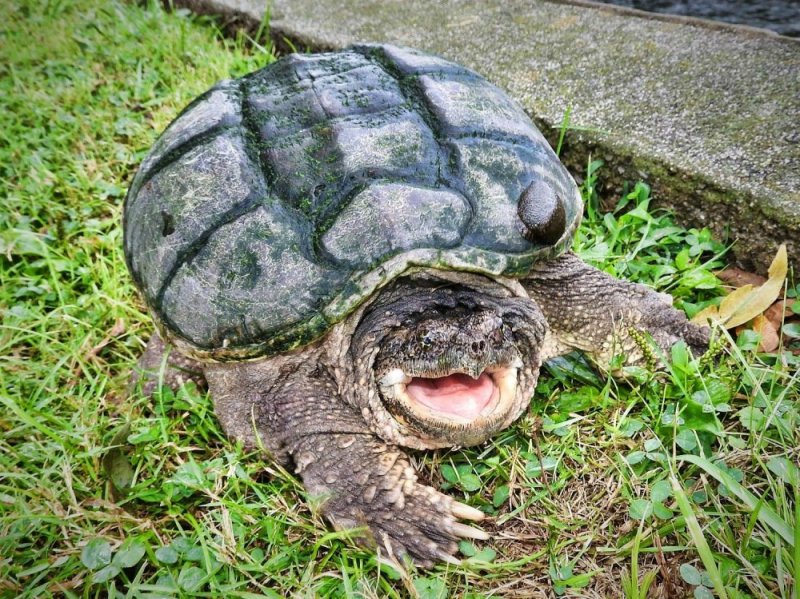 Turtle 2